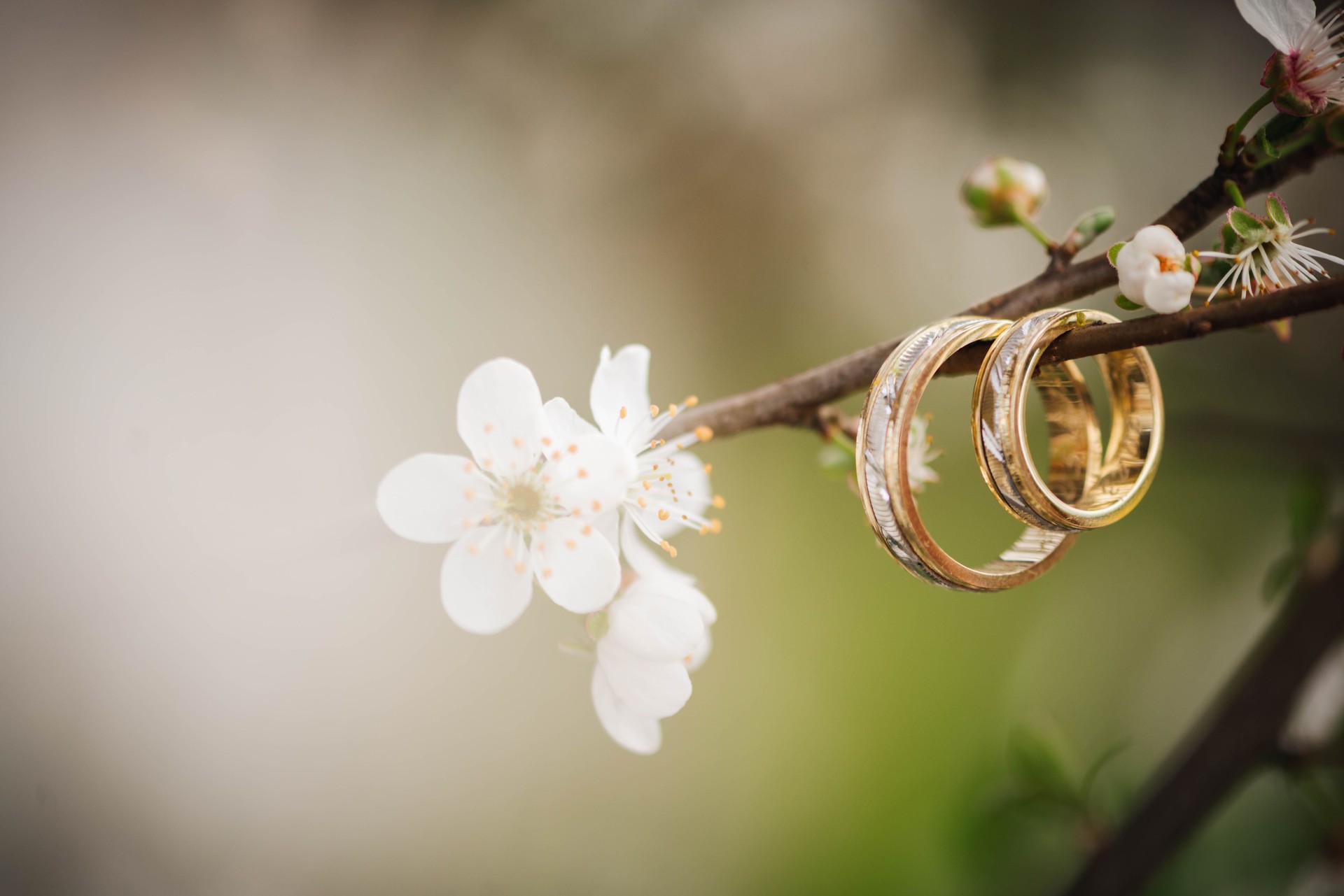 Wedding rings and fresh blossoming tree branch